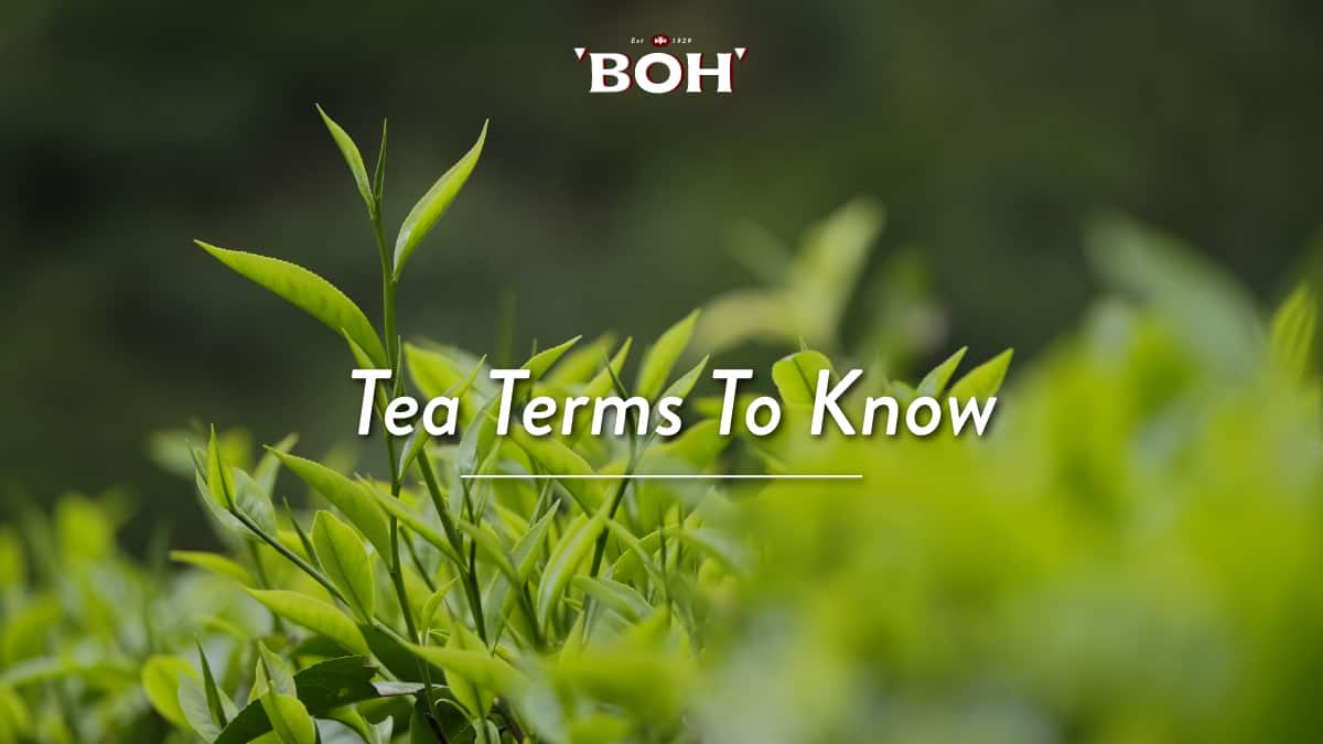 BOH Tea - Malaysia's Most Popular Tea Brand Since 1929 - BOH Tea