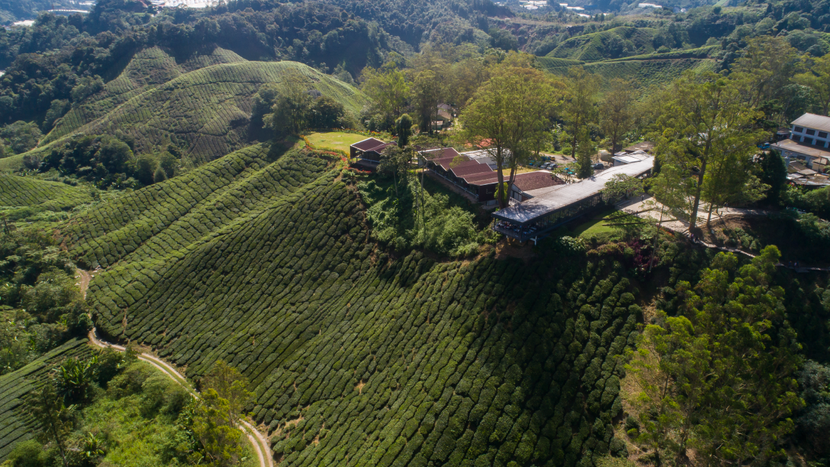 Cameron Highlands Discovery and Early Settlement