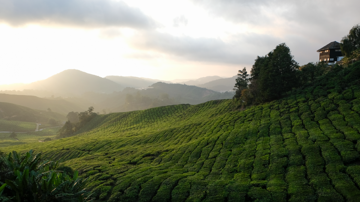History of Cameron Highlands