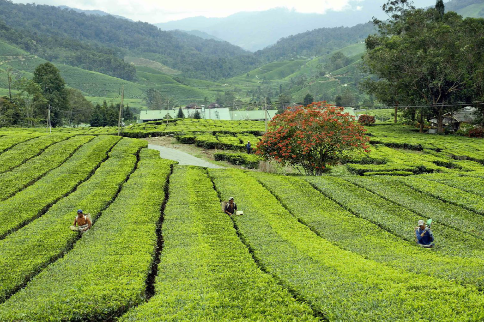 Agricultural Prosperity
