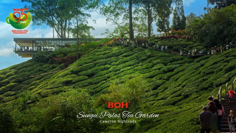 Explore New Experiences at BOH’s Sungei Palas Tea Garden in Cameron Highlands