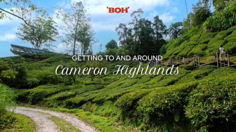 Getting to and Around Cameron Highlands