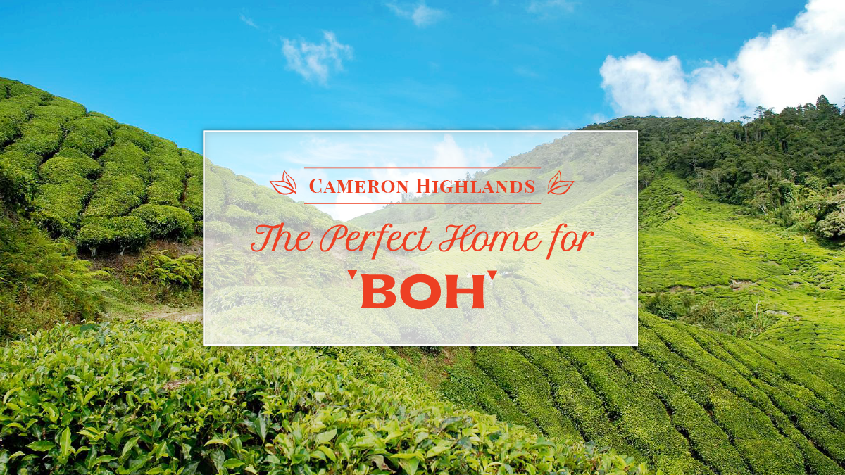 Cameron Highlands Is The Perfect Home For BOH
