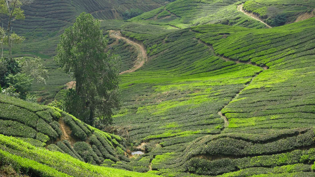 International Tea Day