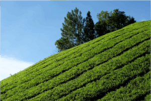 cameron highlands plantation