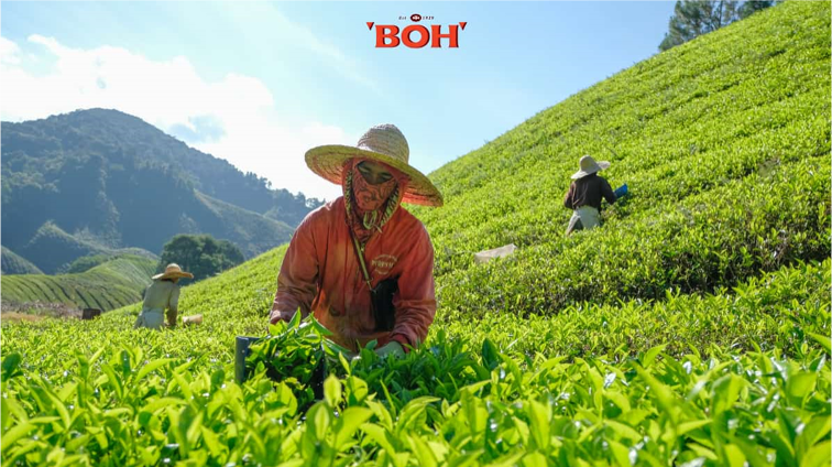 boh tea pick