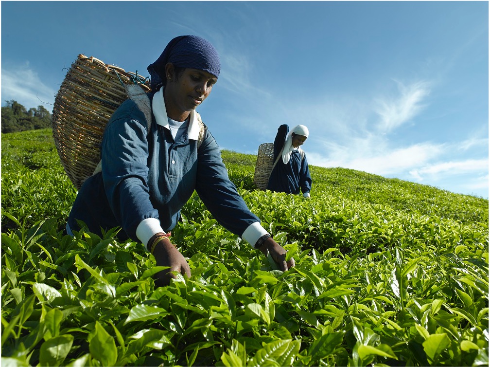 tea pickers cameron highjlands