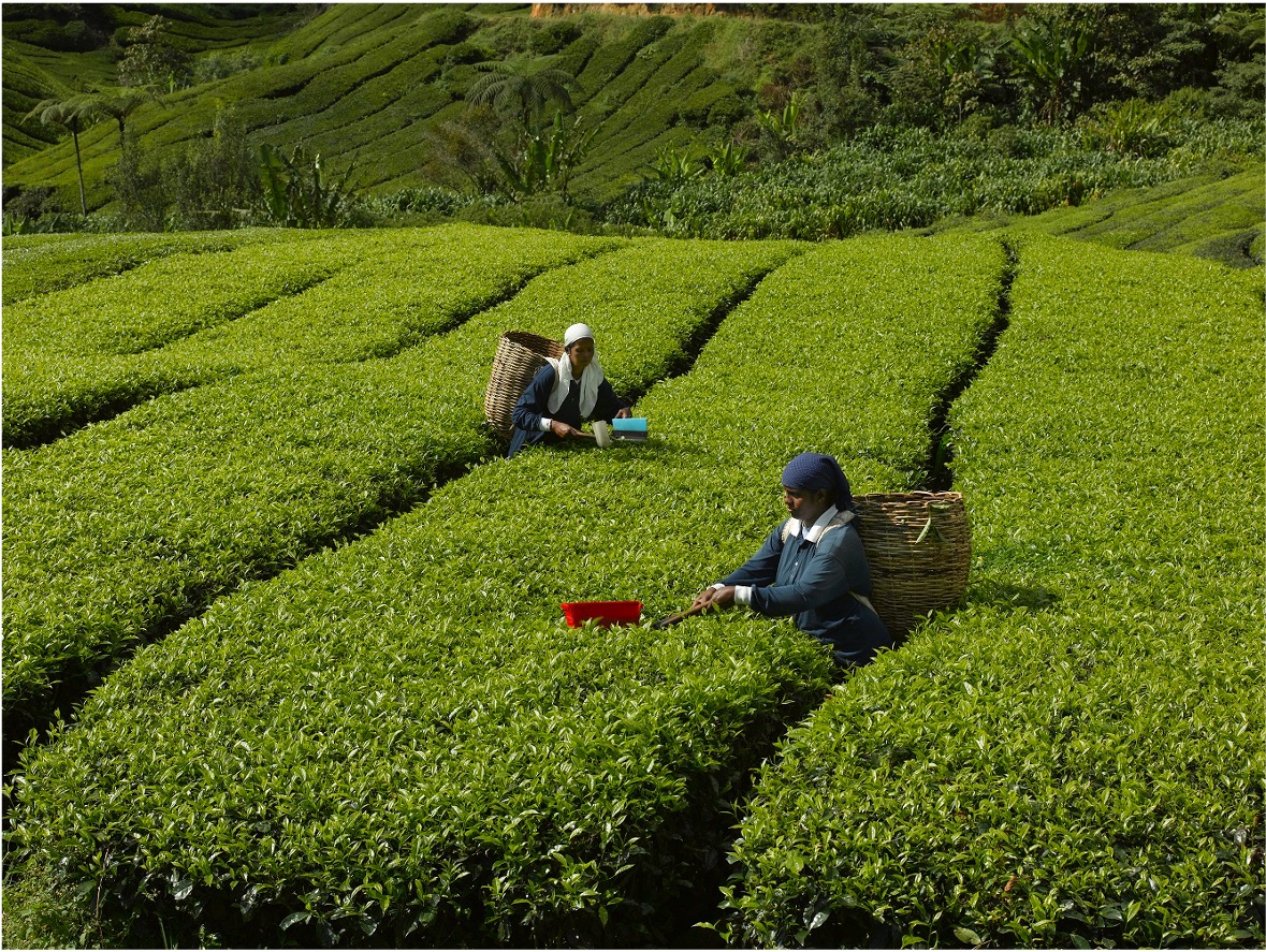 tea pickers in rows - cameron highlands