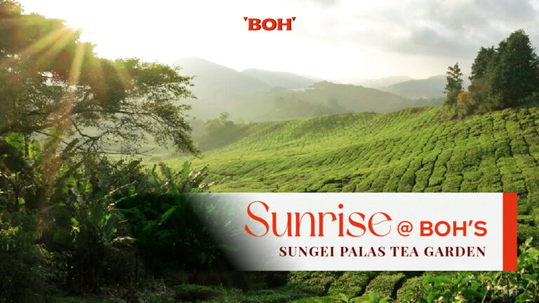 Sunrise at BOH’s Sungei Palas Tea Garden