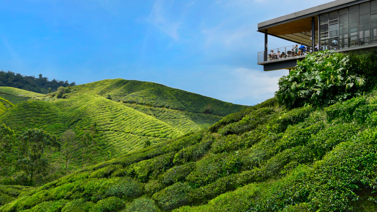 Sungei Palas Tea Garden