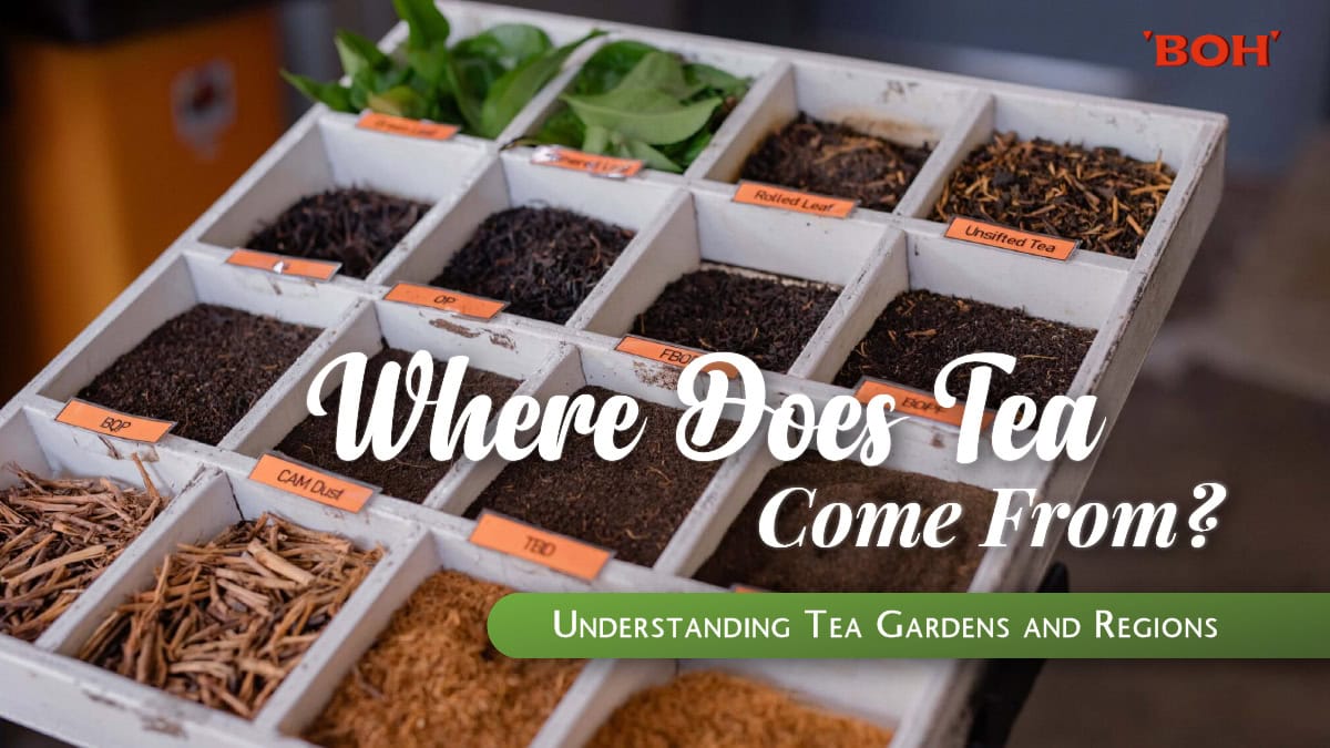 04 Where Does Tea Come From
