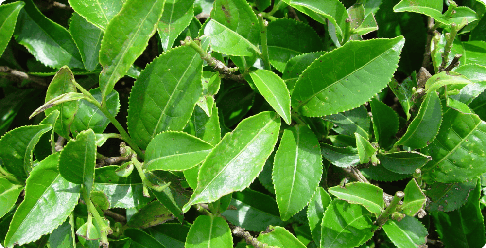 Camellia sinensis