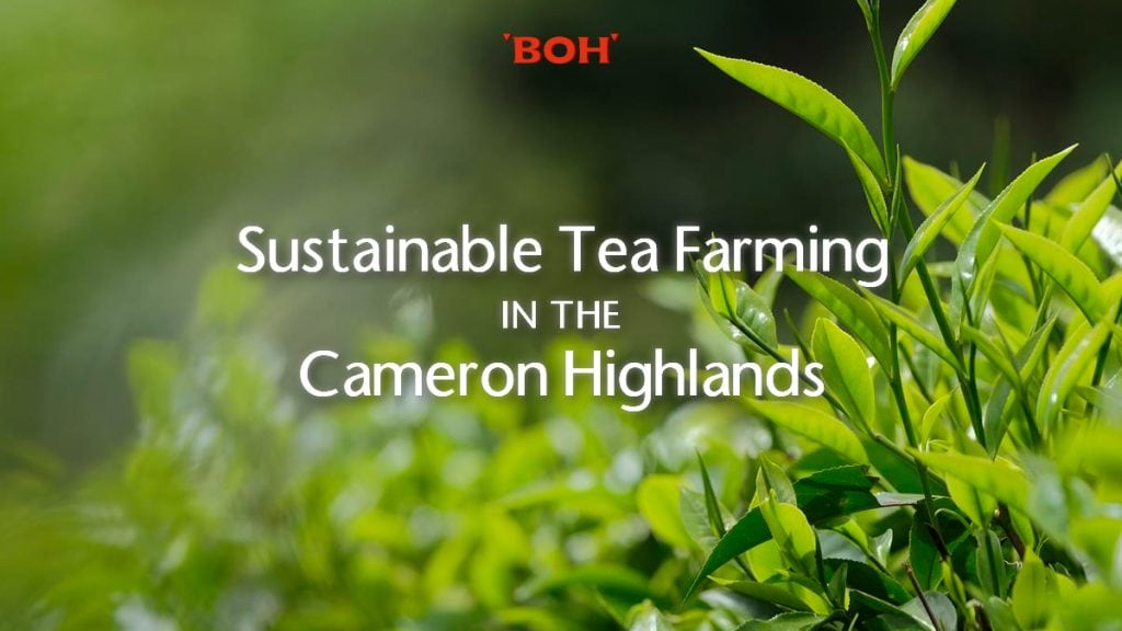 02 Sustainable Tea Farming Cameron Highlands