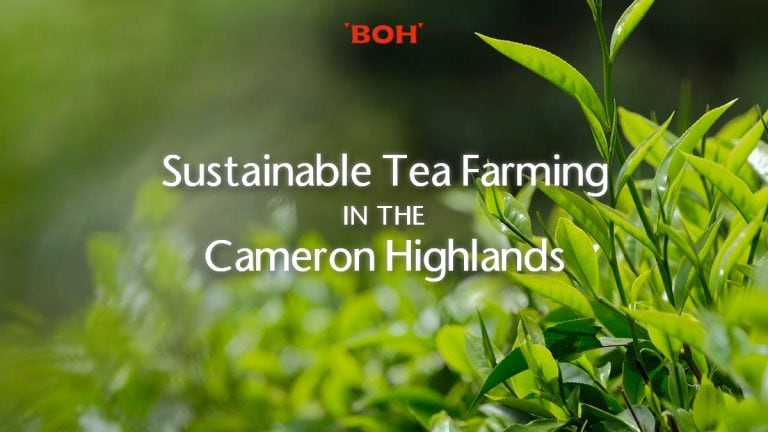 02 Sustainable Tea Farming Cameron Highlands