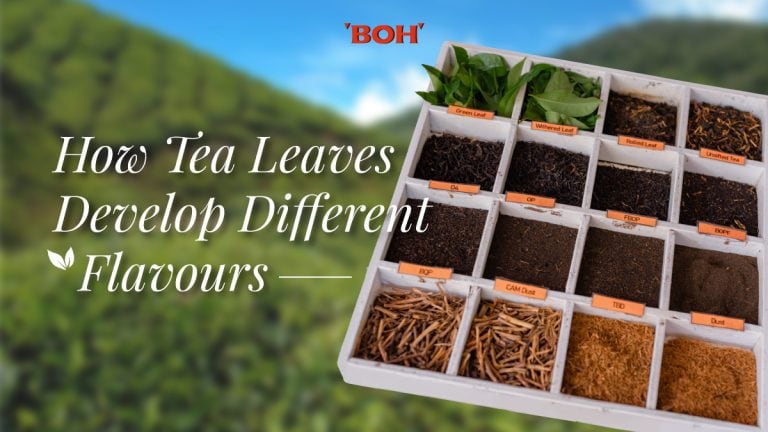 02 How Tea Leaves Develop Different Flavours