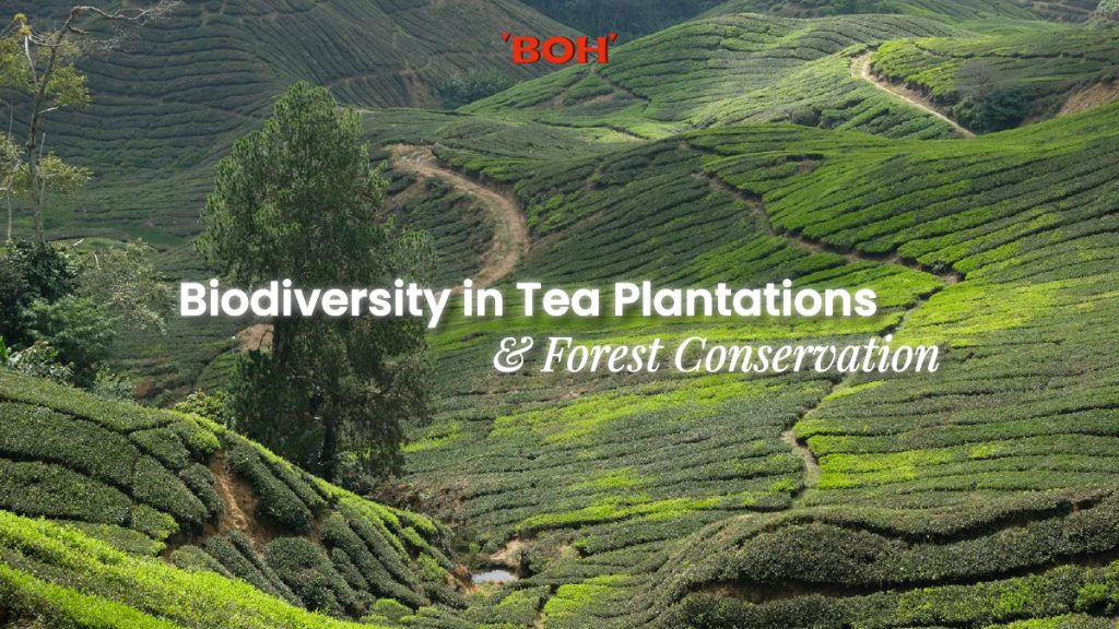 01 Biodiversity in Tea Plantations